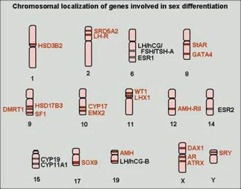 Human Genes In Sex Determination