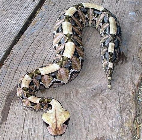 Gaboon Viper Gorgeous Snake Extremely Dangerous Hard To See Snake