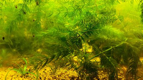 Hornwort FULL Small Flat Rate Box Easy Beginner Live Plant - Etsy