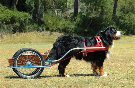 How To Build A Diy Dogsled With Wheels