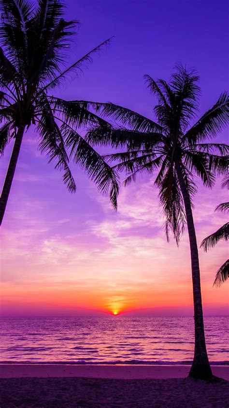 Aesthetic Palm Trees Iphone Wallpapers Top Free