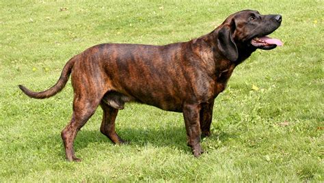 Hanoverian Scenthound Dog Information And Characteristics