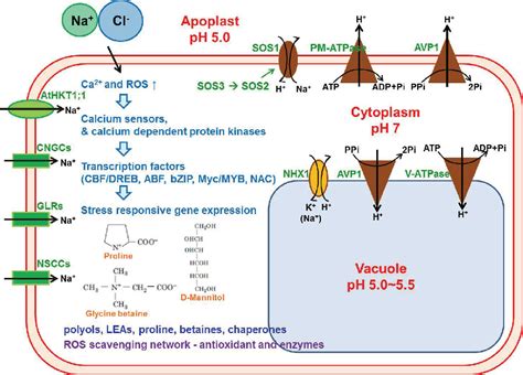 Figure 1 From A New Insight Of Salt Stress Signaling In Plant