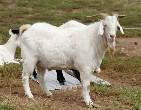File Billy Goat  New World Encyclopedia