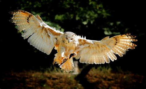 44 Owl Flying Wallpaper
