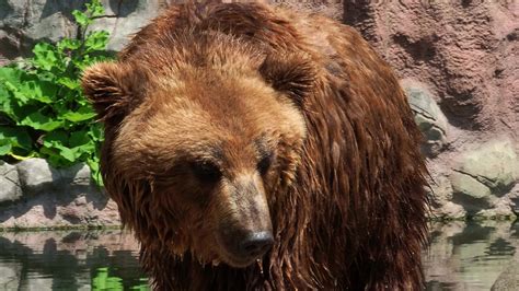 Closeup Of Kamchatka Brown Bear The Kamchatka Brown Bear Or Ursus