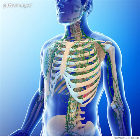 713784545 게티이미지코리아 Male Skeletal And Lymphatic Systems