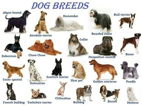 Pin By Elizabeth Hesford On English Online Tutor Every Dog Breed Dog