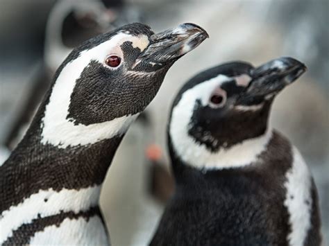 The aquarium's mission is to instill a sense of wonder, respect, and stewardship for the pacific ocean, its inhabitants, and ecosystems. Zoom Animal Appearances | Education | Aquarium of the Pacific
