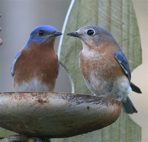 Results Of The Great Backyard Bird Count Are In D Magazine