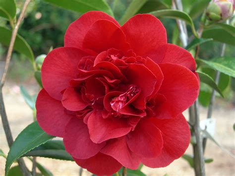 An upright, spreading growth habit maturing at 8 to 12 feet tall and 5 to 8 feet wide. Camellia japonica "Midnight Magic" | Camelias, Flores