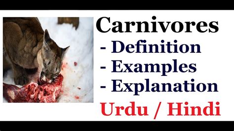 Explain Carnivores Carnivorous Animals Definition And Examples