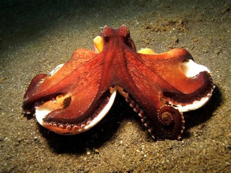 Octopus Wallpapers High Quality Download Free