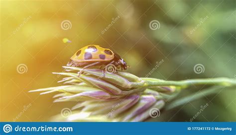 Close Up Of Ladybug On Spica Sinlight Toned Stock Photo Image Of