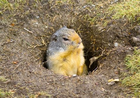 The Rough Difficult Frustrating War With Ground Squirrels