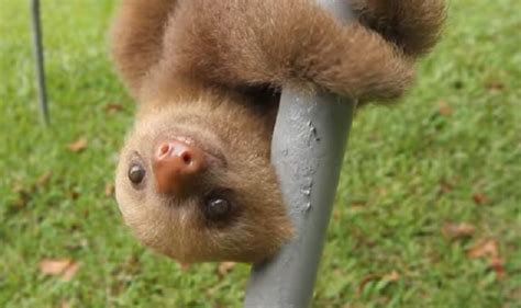 These Rescued Baby Sloths Talking To Each Other Might Be The Cutest