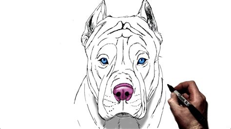 How To Draw A Pitbull Face Easy