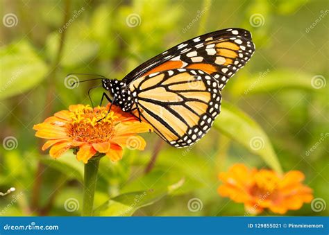 Migrating Monarch Butterfly Refueling On An Orange Zinnia Stock Image