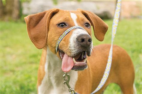 PetSafe Gentle Leader Chic Dog Headcollar & Leash, Bonez, Medium - Chewy.com