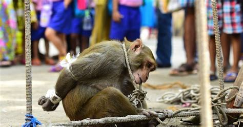 Monkey Gets Bizarre Punishment And Awful Crowd Gathers To Cheer The Dodo