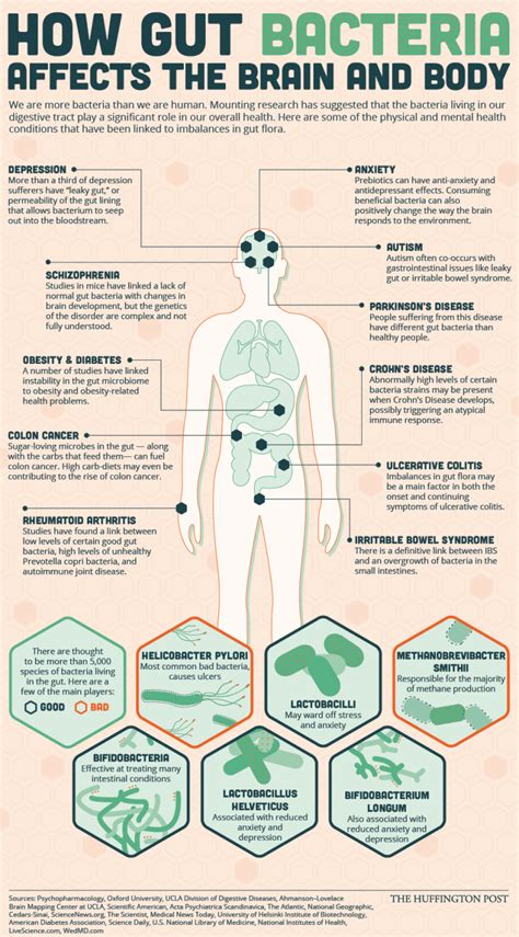 How Gut Bacteria Affects The Brain And Body Daily Infographic