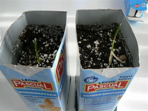 Asegúrate de tener las semillas de cactus de buena calidad, que estén en buenas condiciones para su siembra y que sean del tipo que has escogido. ¿Cómo germinar semillas de palmera canaria y cuánto tardan ...