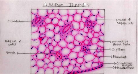Histology Image Connective Tissue