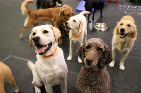 Dog Daycare Mississauga | Dogtopia Erindale