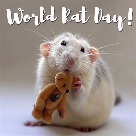 World Rat Day 4th April Sunday 2021 Rats Arent Dirty