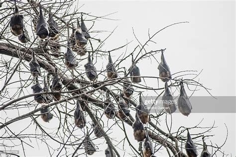 Greyheaded Flying Foxes Roosting Upside Down High Res Stock Photo