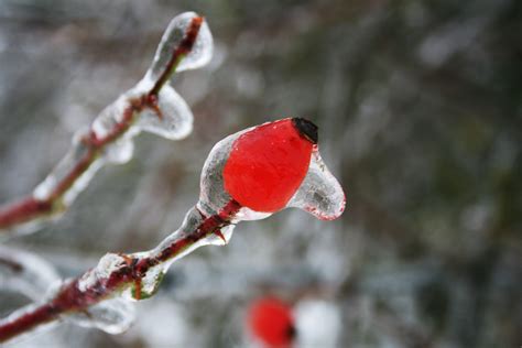 Fotos Gratis Naturaleza Rama Flor Nieve Invierno Hoja Pétalo