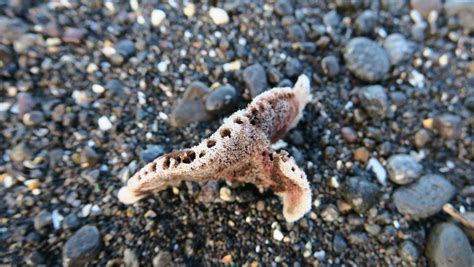 Download Crella incrustans * (Sponges Of New Zealand) · iNaturalist NZ