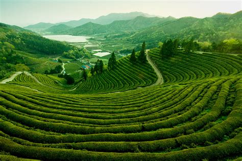 Boseong Green Tea Plantation Jeollanam Do Korea Back T Flickr