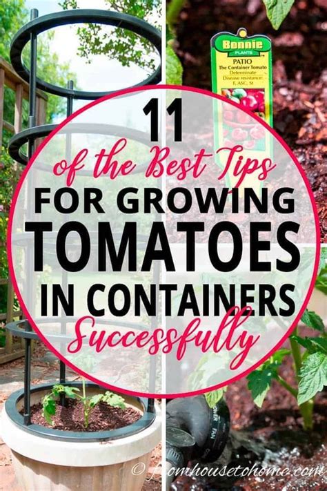 The Best Tips For Growing Tomatoes In Containers And Pots Are Here To