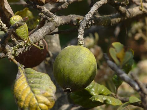A large expensive book that has a lot of. Gela (Marathi: गेळ) | Rubiaceae (madder, bedstraw, or ...