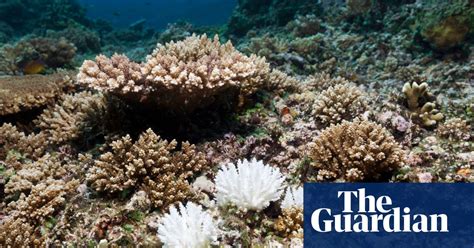 why are ocean warming records so important climate crisis the guardian