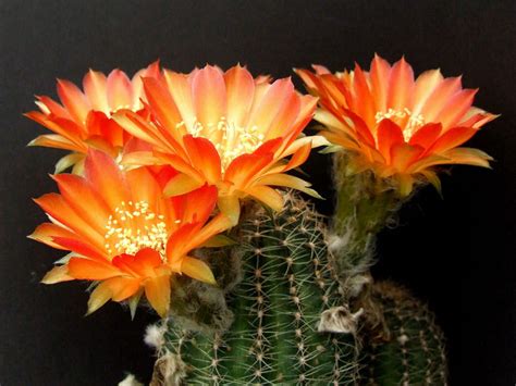I'm growing this cactus for about 2 months from seeds, and i think that they are doing fine. Echinopsis 'Piura' | World of Succulents