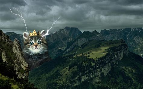 Fun virtual backgrounds for zoom meetings. Awesome Cat Pictures For Your Zoom Meeting Background ...