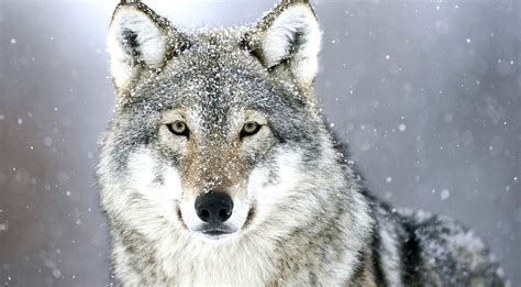 The Fight To Restore Federal Protection For Gray Wolves Intensifies