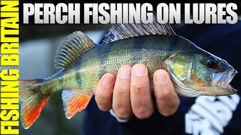 Perch Fishing On Lures Youtube