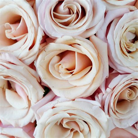 Pink Wink Blush Rose