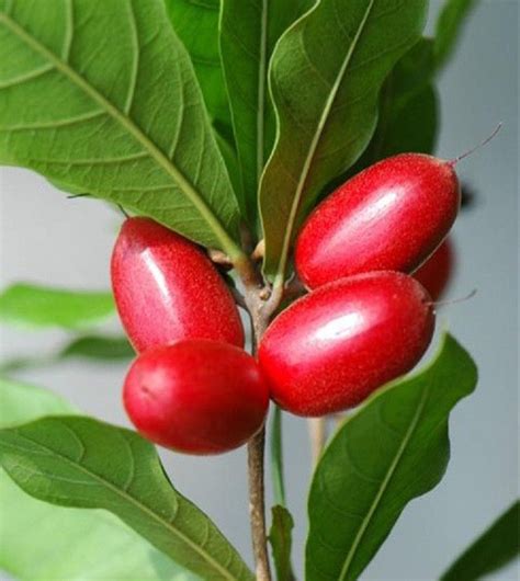 Most of these plants are shipped without berries on them, but the plants are of fruiting age and have fruited in the past. Polynesian Produce Stand : ~MIRACLE BERRY TREE~ Synsepalum ...
