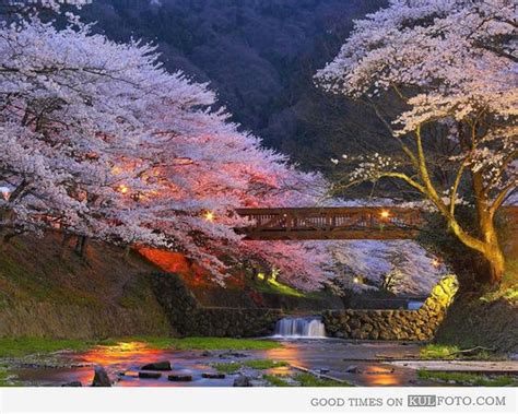 Cherry Blossom Trees In Kyoto Japan Beautiful Scenery Of Cherry