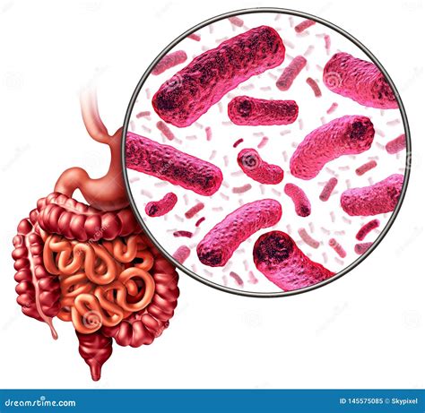 Digestion Bacteria And Intestine Flora Stock Illustration