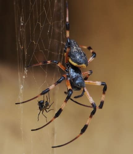 African Hermit Spider Nephilingis Cruentata · Inaturalist