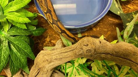 Meet William Snakespeare A Python Currently Available For Adoption 51