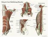 Core Muscles Development Images