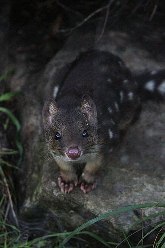 Spotted Tailed Quoll Quoll Australia Animals Cute Animals