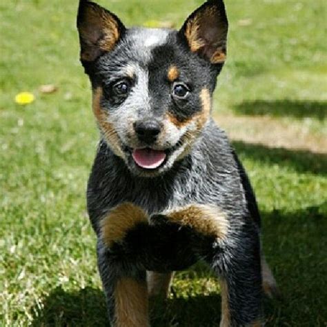 ♥geno♥ 37 Australian Cattle Dog Pup Smiling Australian Cattle Dog Puppy