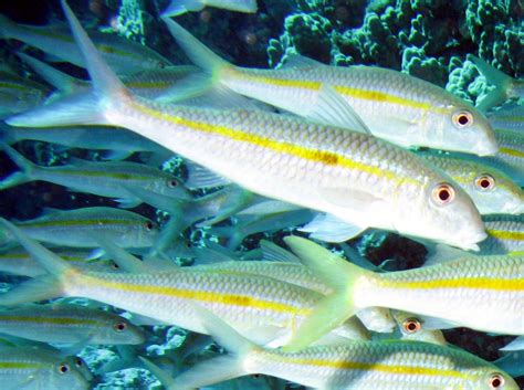 Yellowstripe Goatfish Mulloidichthys Flavolineatus Big Island